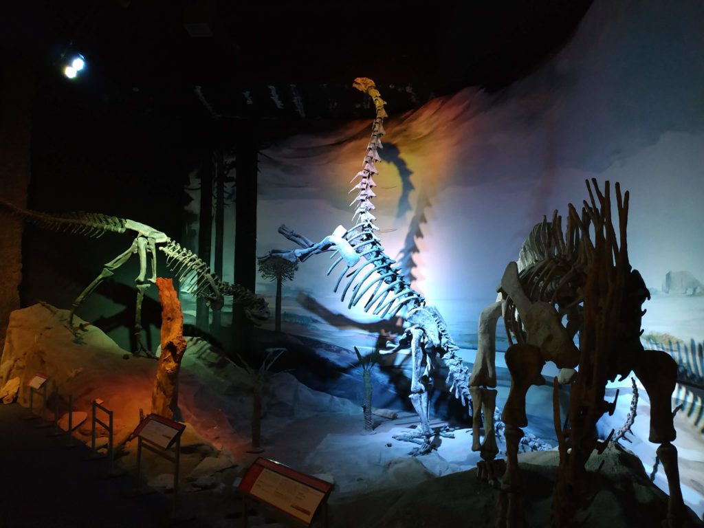 Paleontological museum