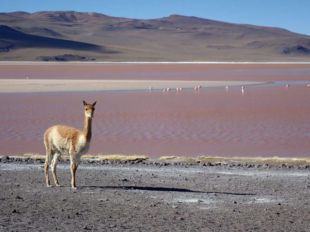 vicugna laguna colorada