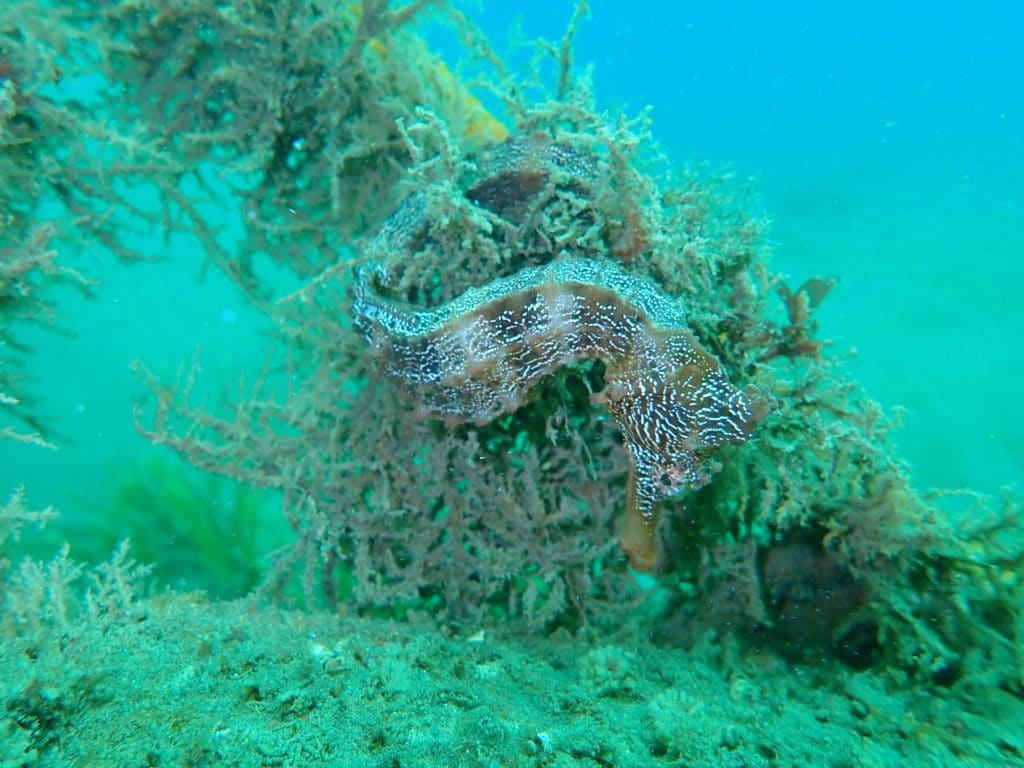 Seahorse