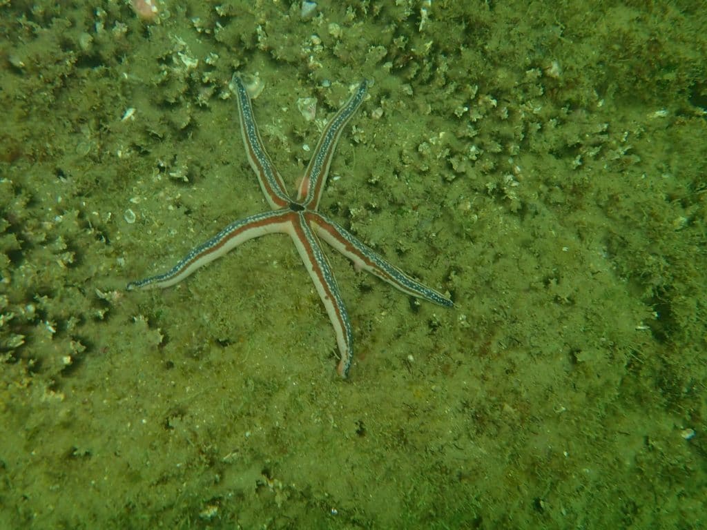 Starfish