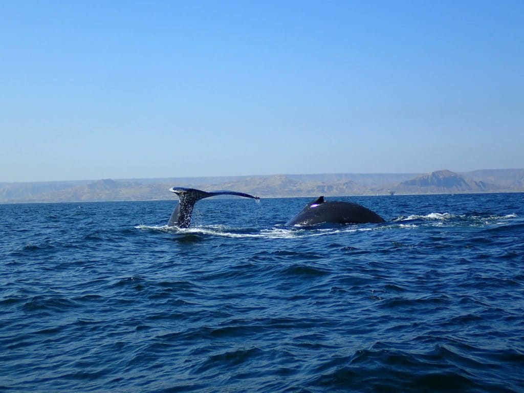 Balene Mancora