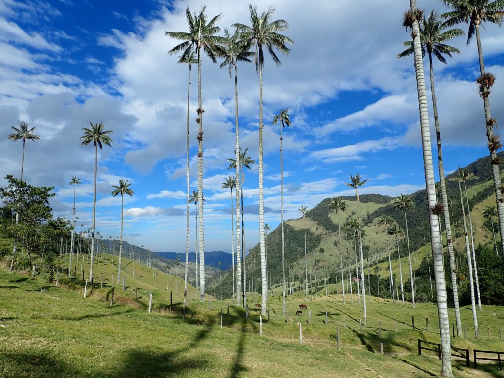 Cocora valle palme regione caffè