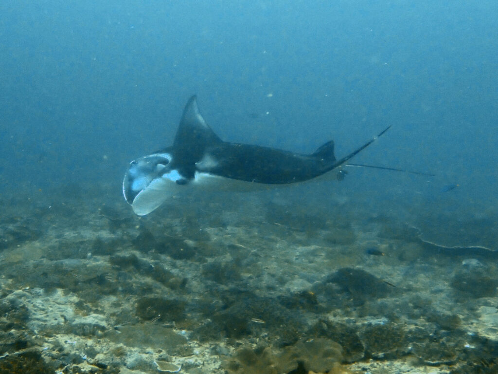 manta diving