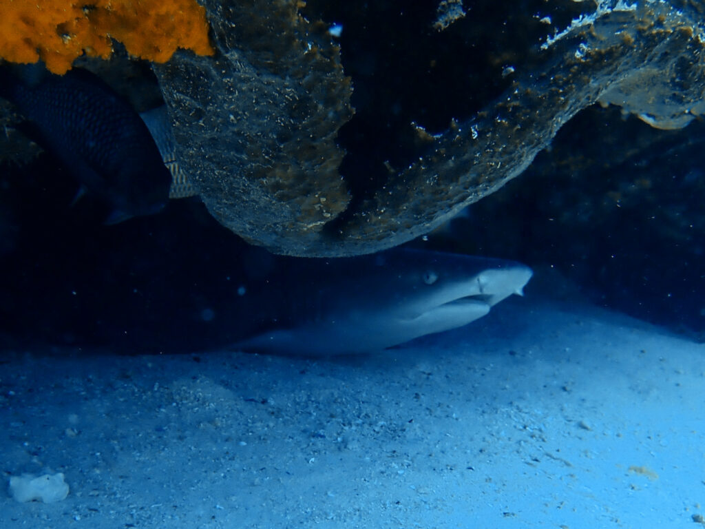 shark diving